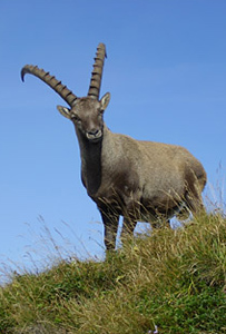 Steinbock oberhalb Milez