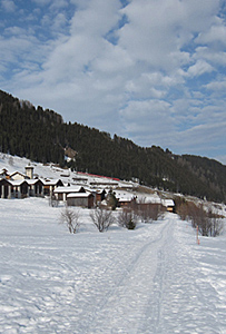 Steinbock oberhalb Milez